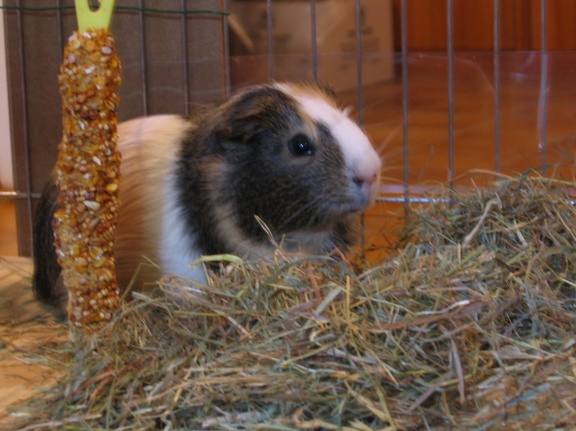 Macchiatto Machiatto