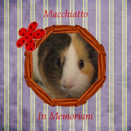 Macchiatto - In Memoriam