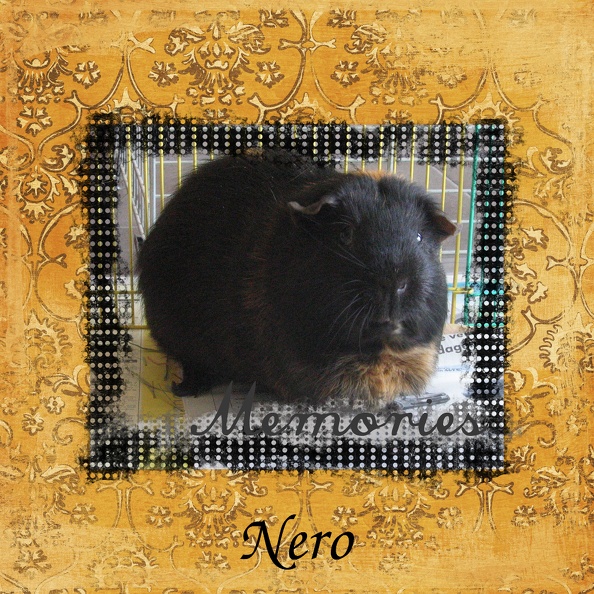 Nero - In Memoriam Nero - In Memoriam